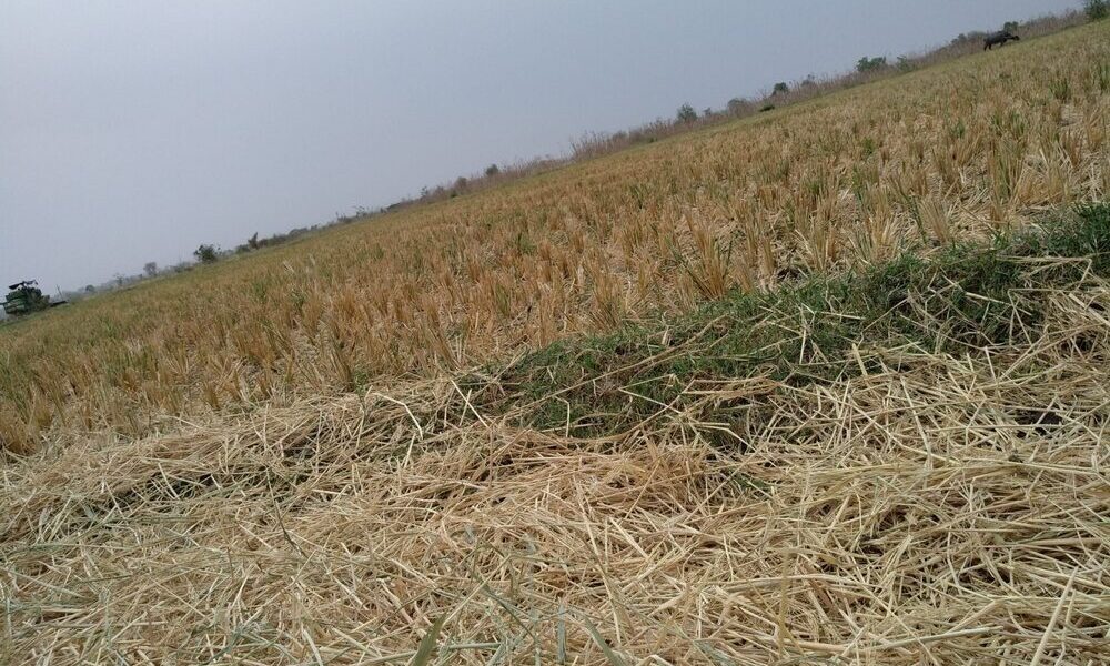 Danni alle coltivazioni agricole a causa di eventi climatici
