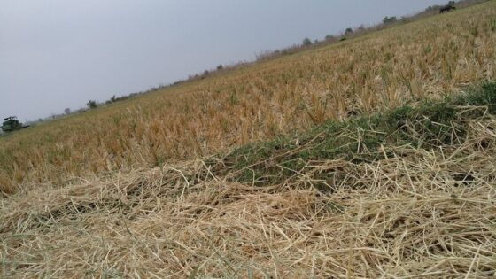 Danni alle coltivazioni agricole a causa di eventi climatici