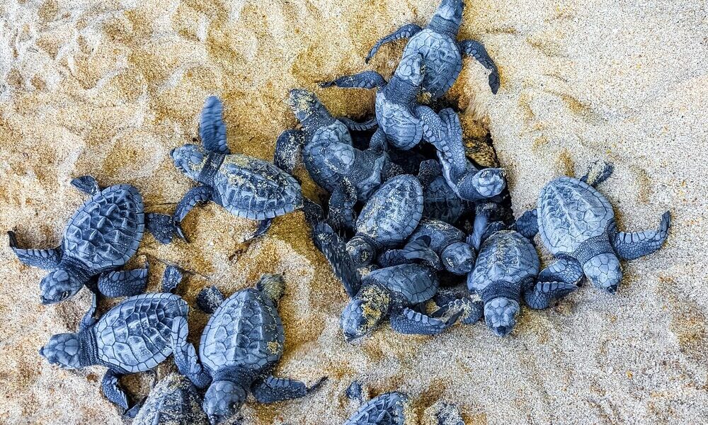 Censimento nidi Caretta caretta in Italia