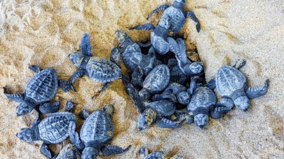 Censimento nidi Caretta caretta in Italia