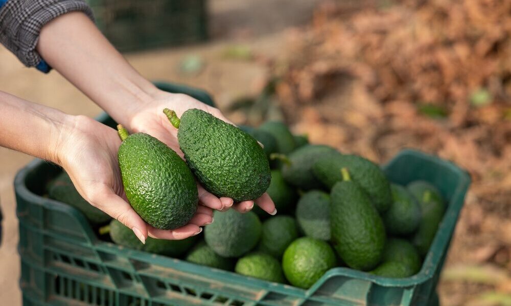 Espansione della produzione di avocado in Sicilia da parte di Halaesa