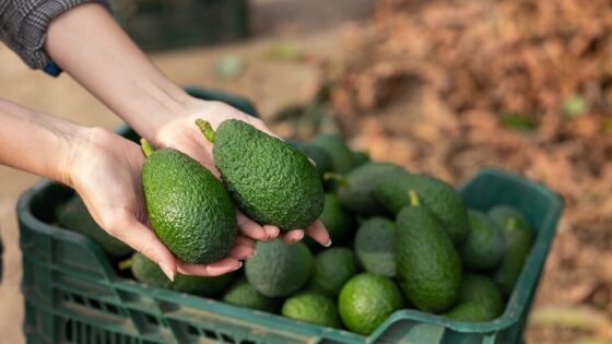 Espansione della produzione di avocado in Sicilia da parte di Halaesa