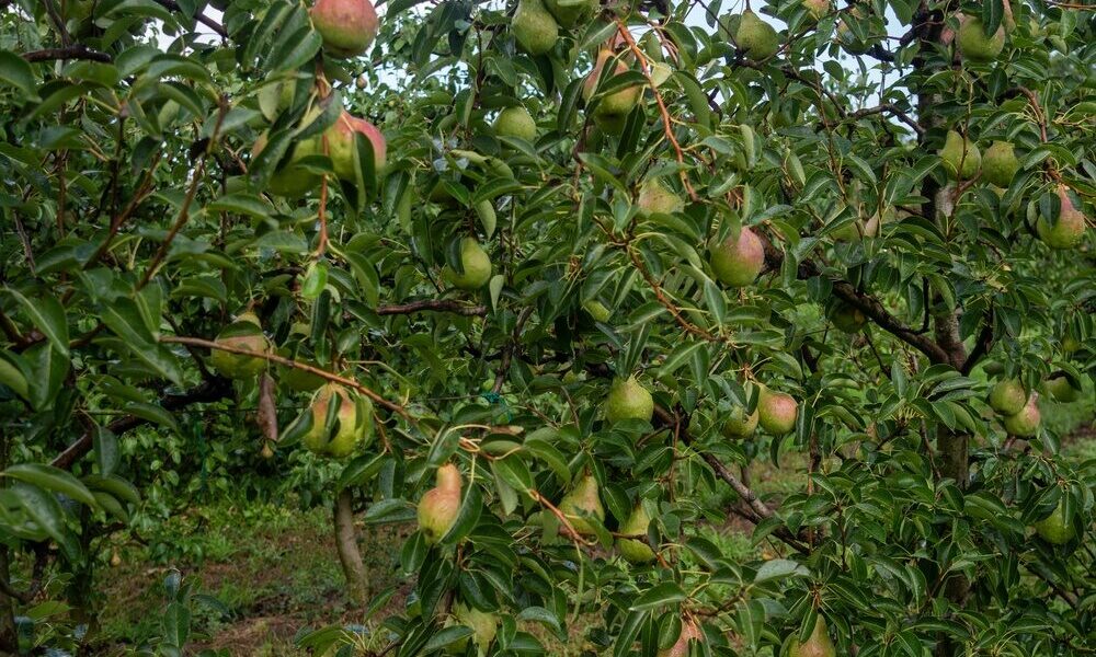 Pere italiane pronte per l'export