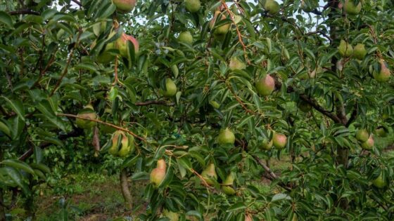 Pere italiane pronte per l'export